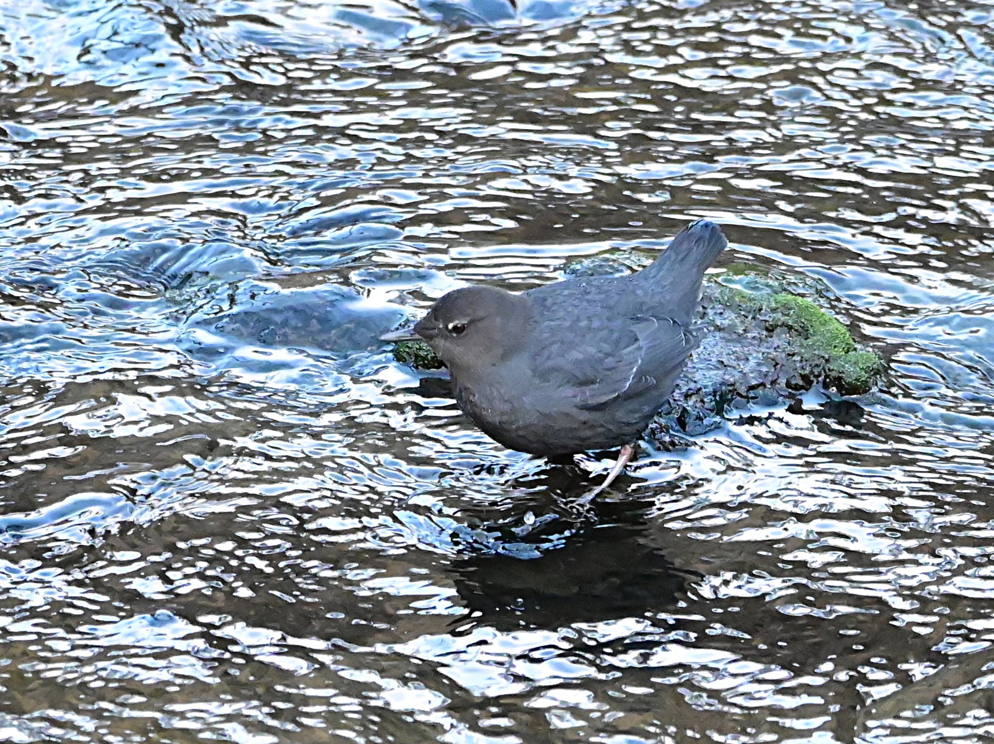 American Dipper