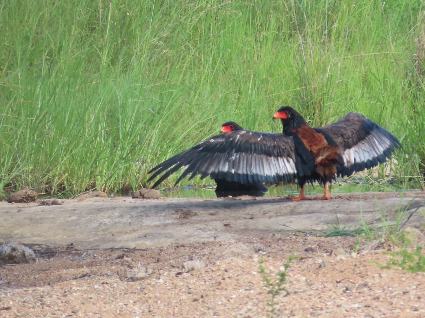 Bateleur