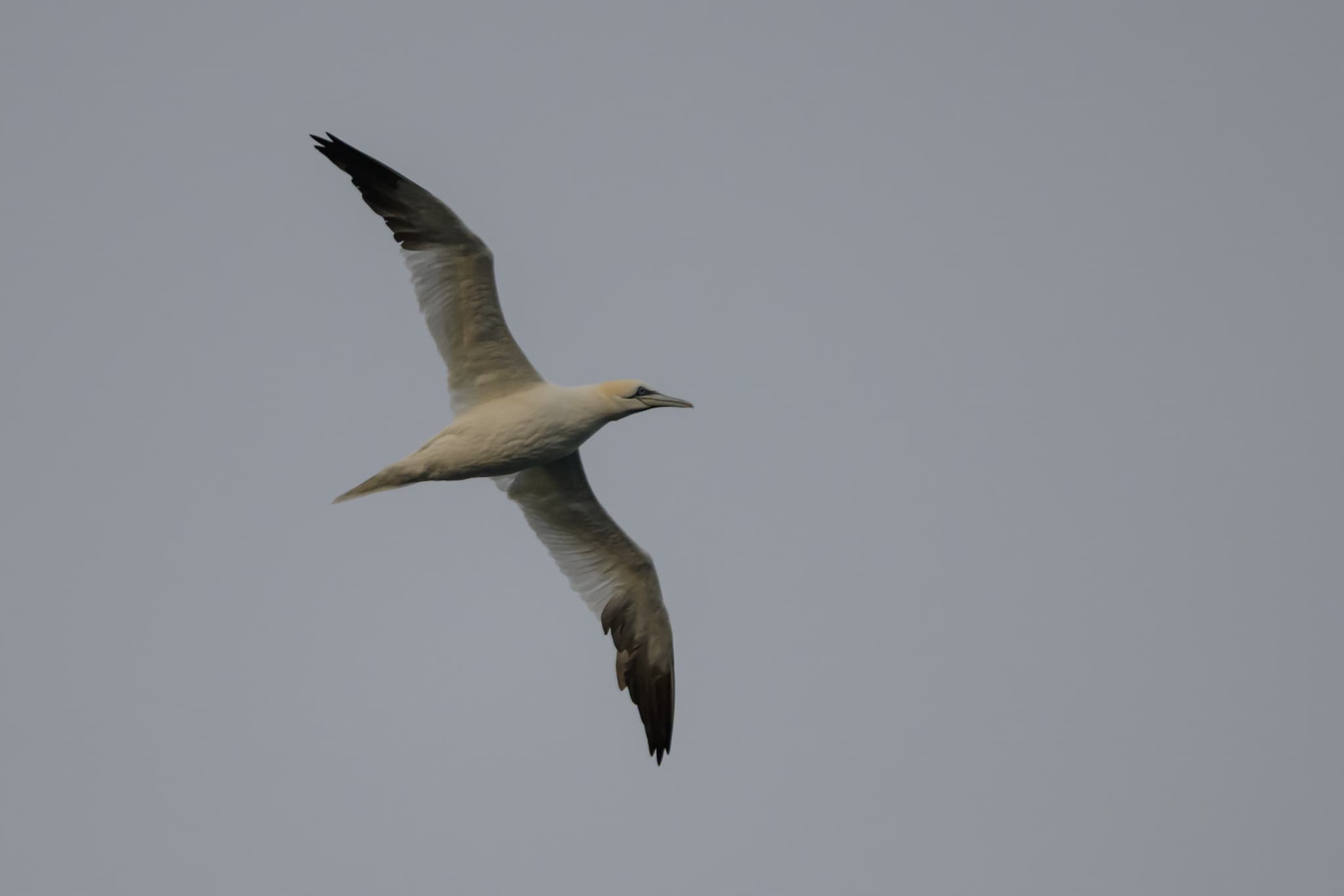 Northern Gannet
