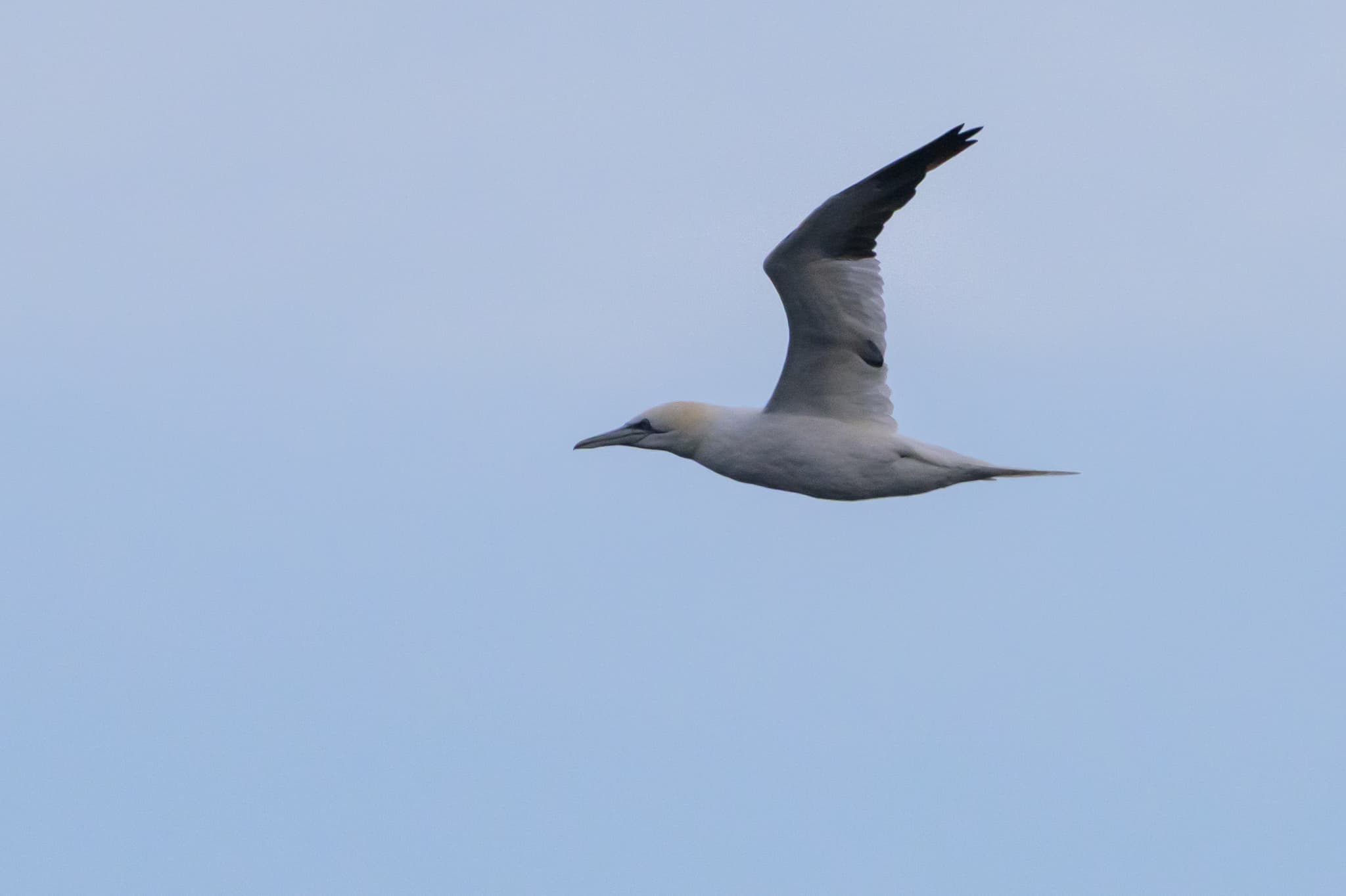 Northern Gannet