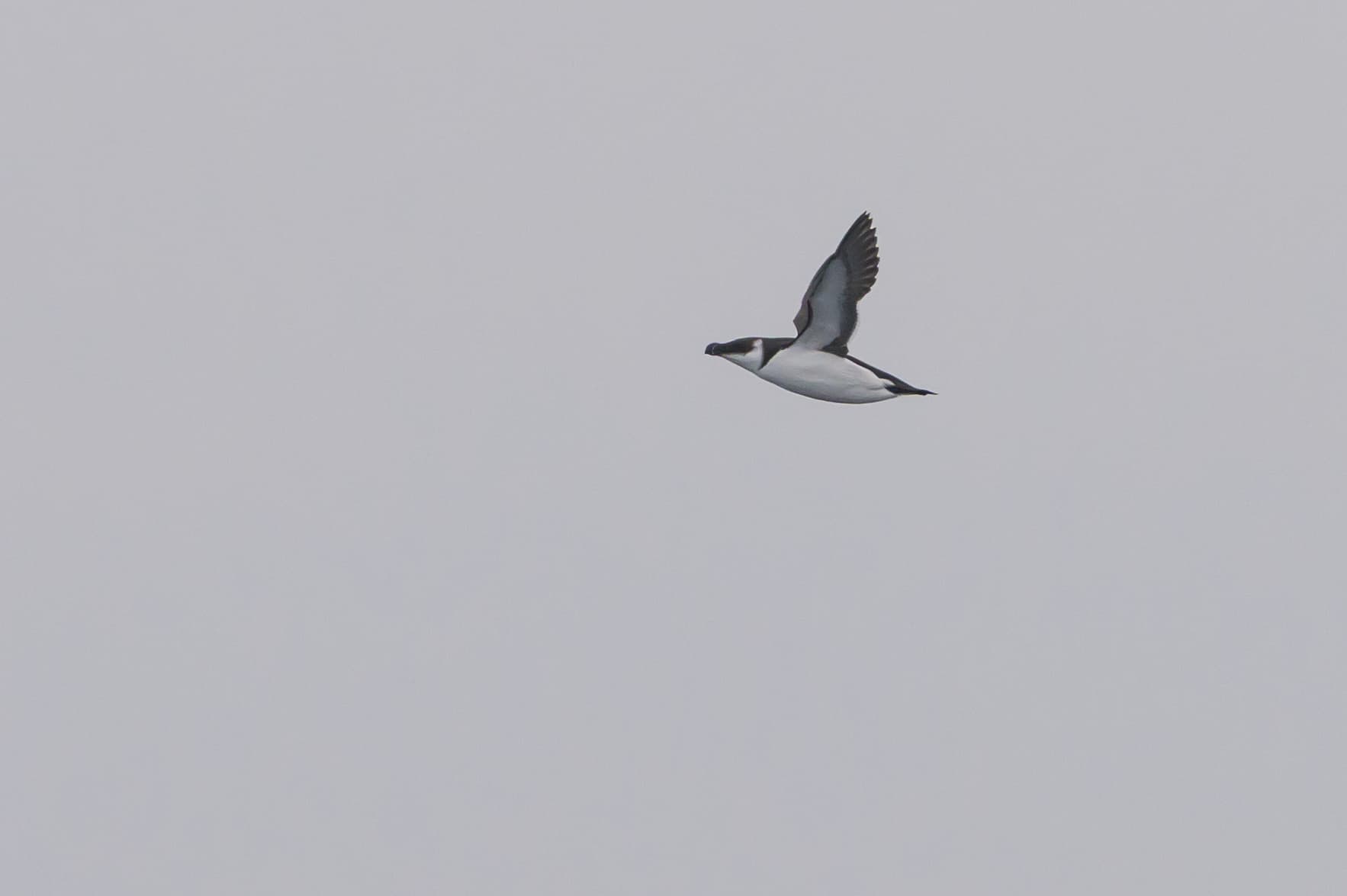 Razorbill