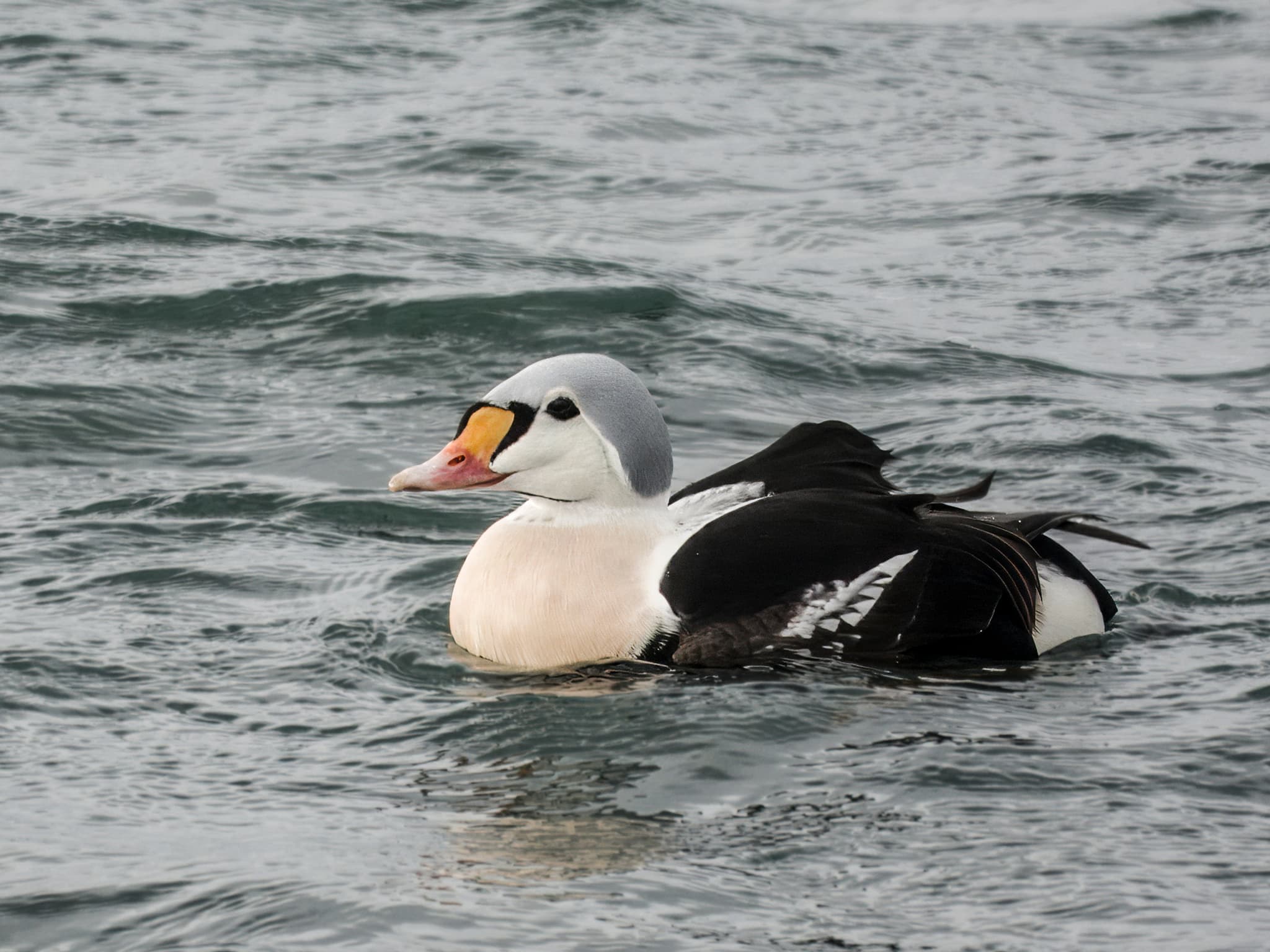 King Eider
