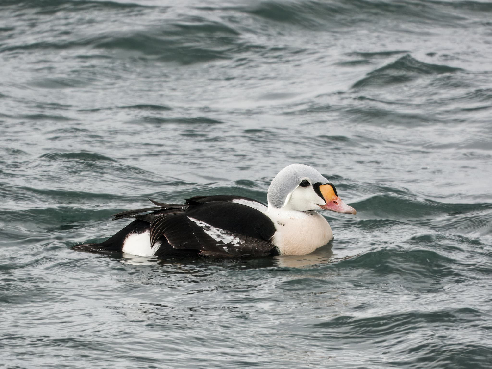 King Eider
