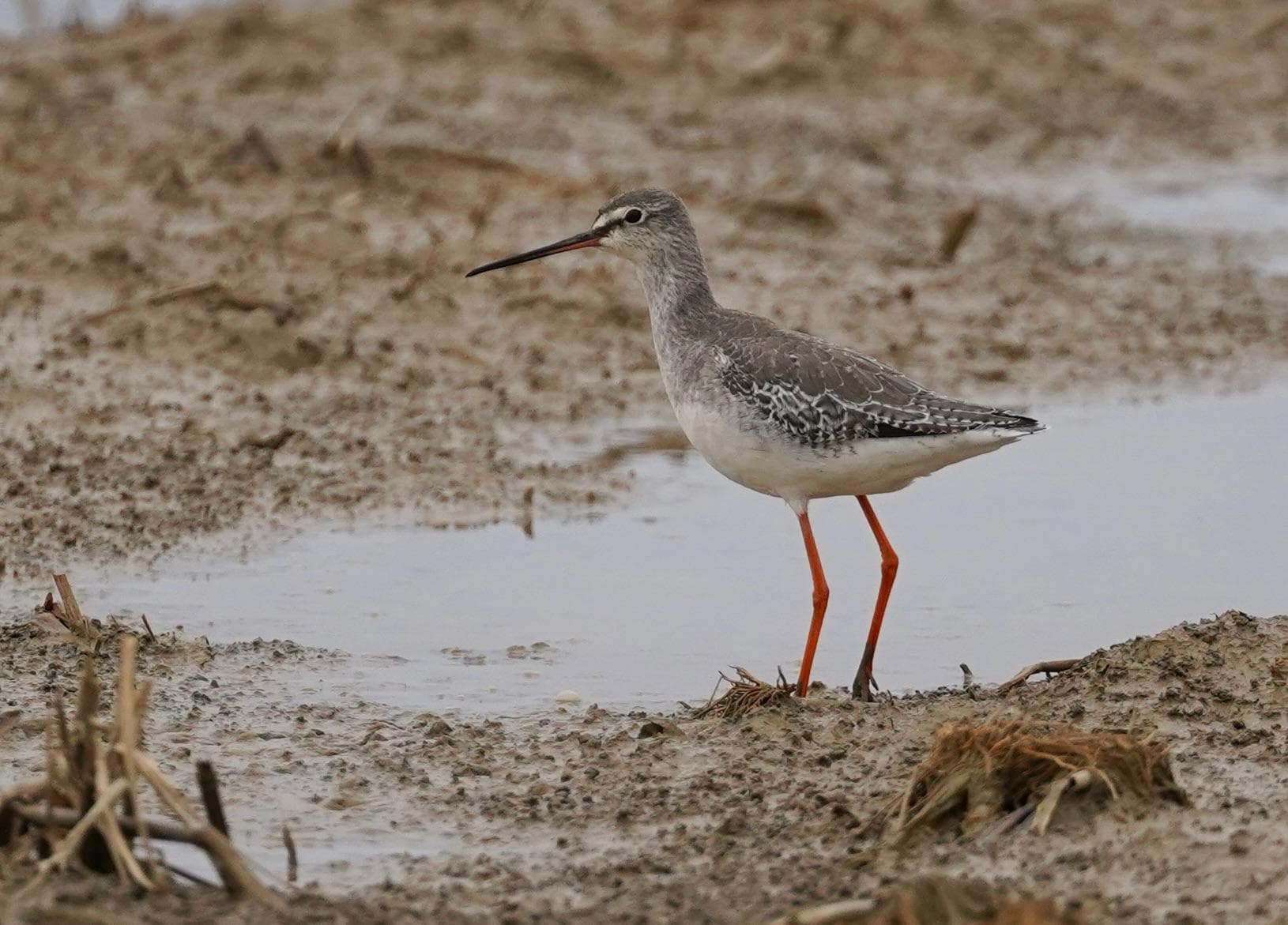 Spotted Redshank