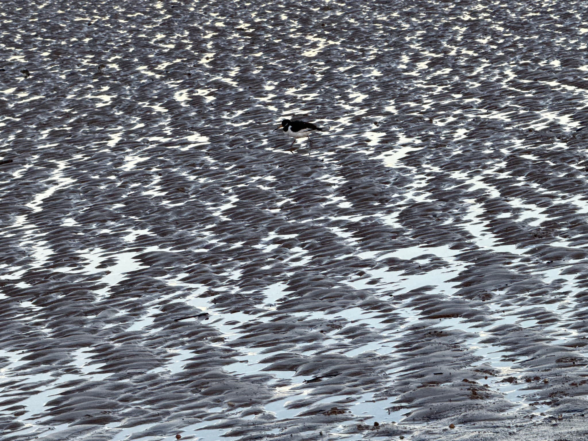 Eurasian Oystercatcher