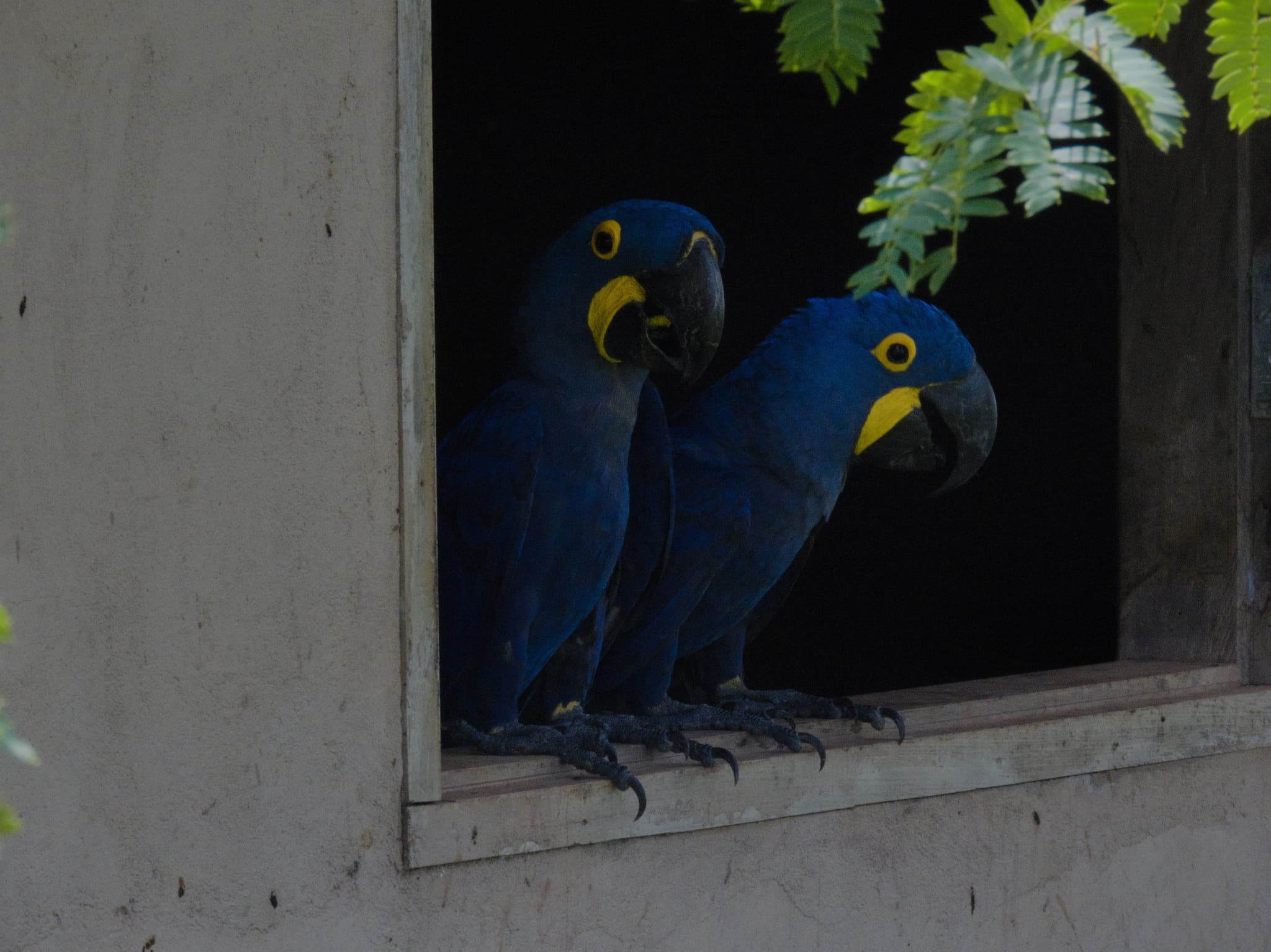 Hyacinth Macaw