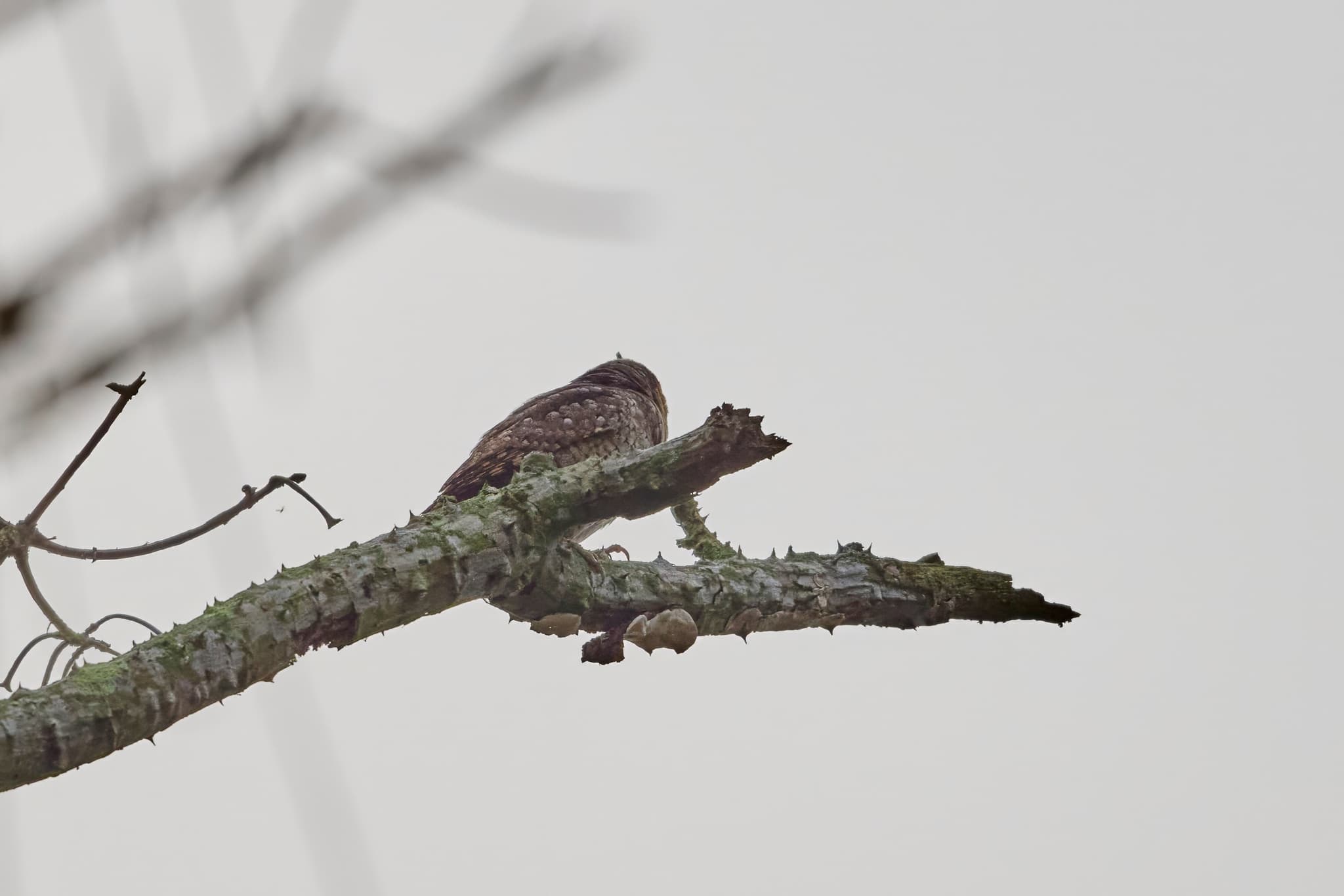 Eurasian Wryneck