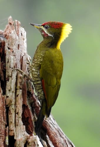 Lesser Yellownape
