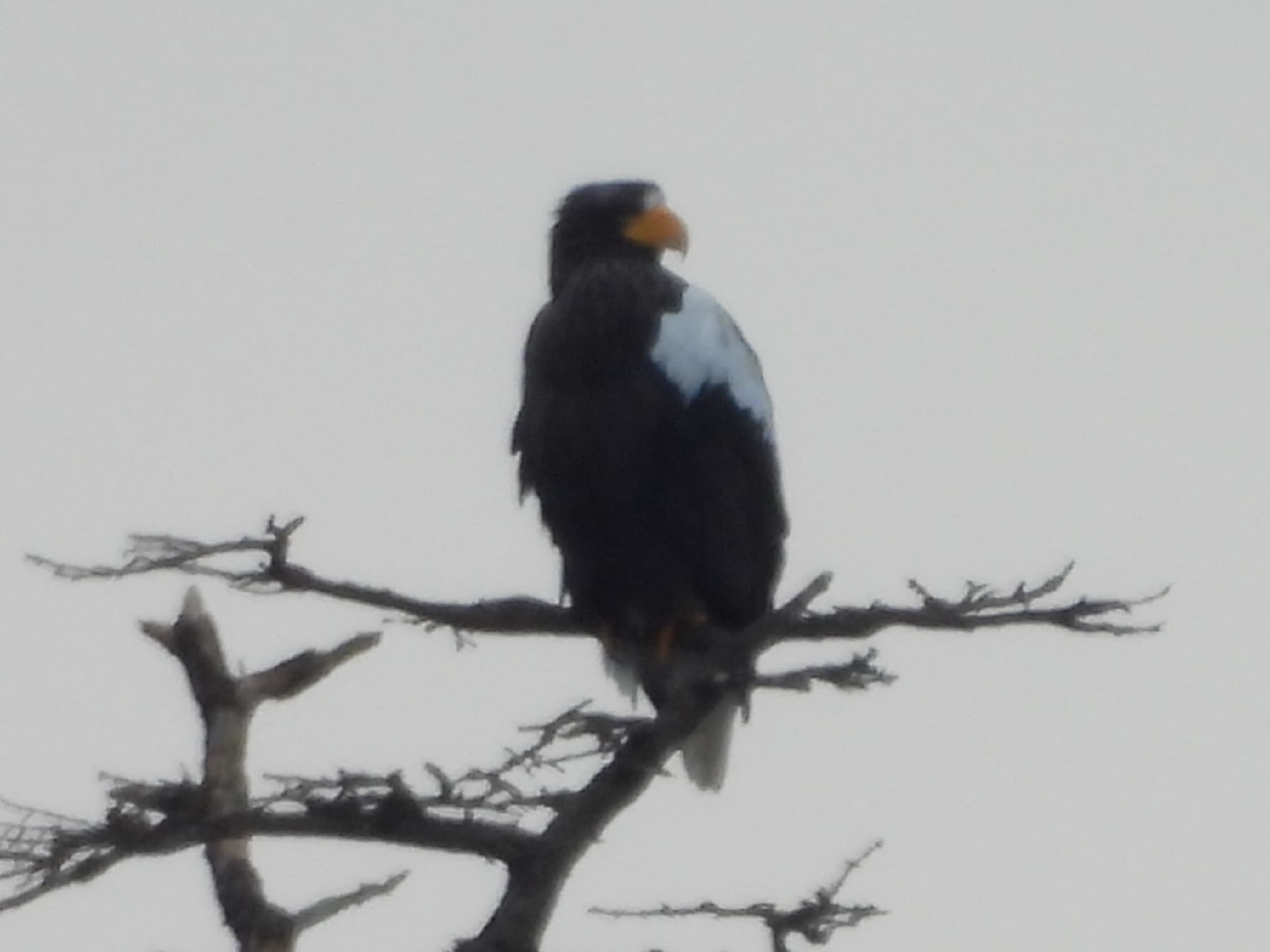 Steller's Sea Eagle
