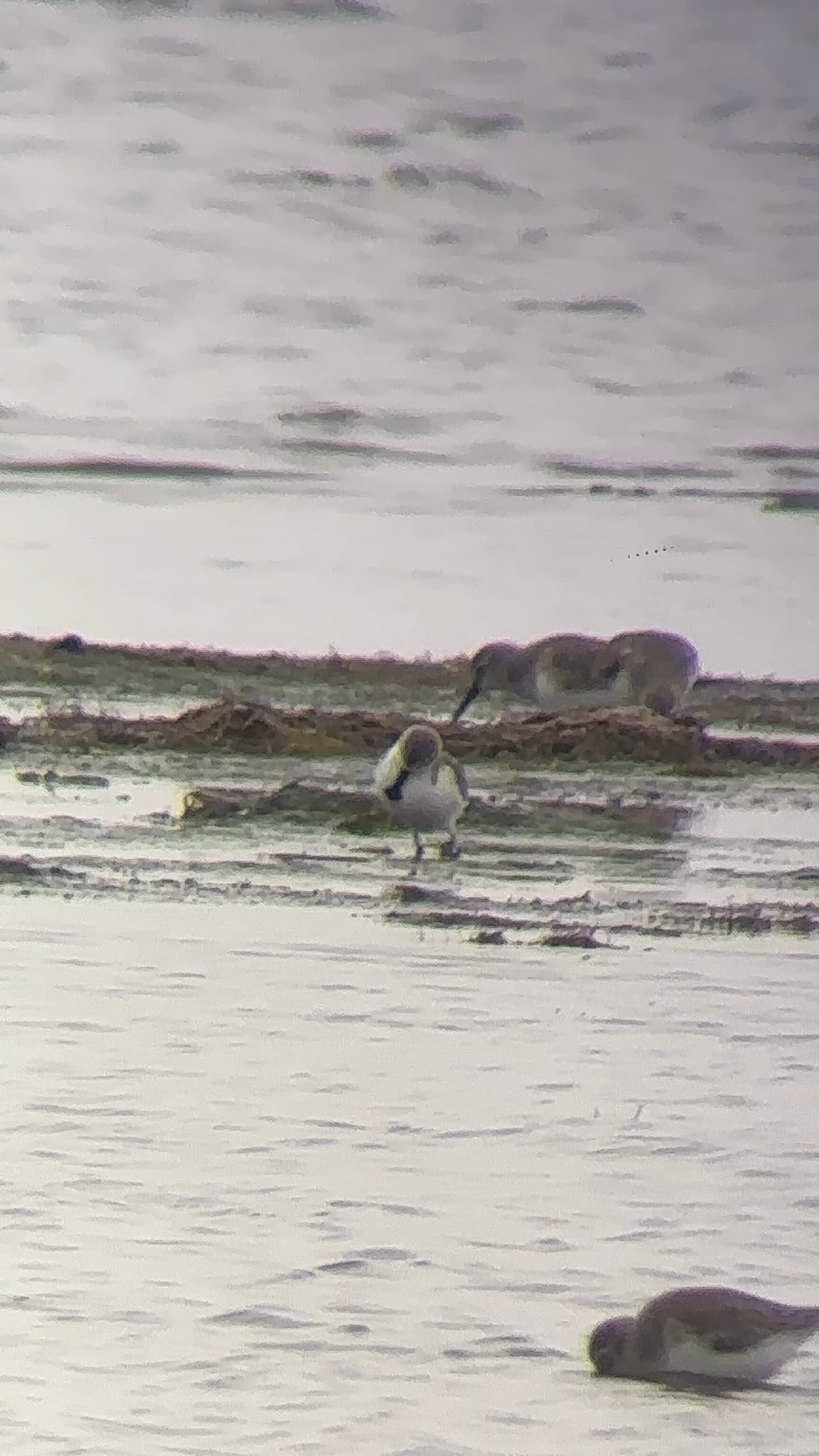 Spoon-billed Sandpiper