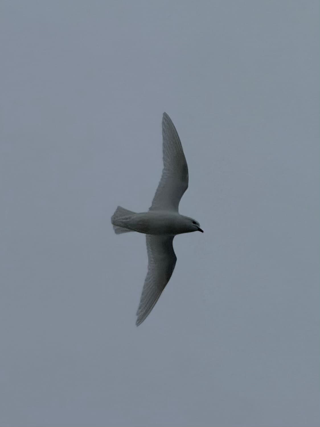 Snow Petrel
