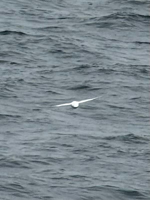 Snow Petrel