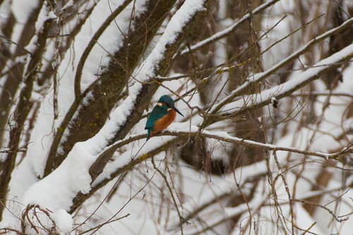 Common Kingfisher