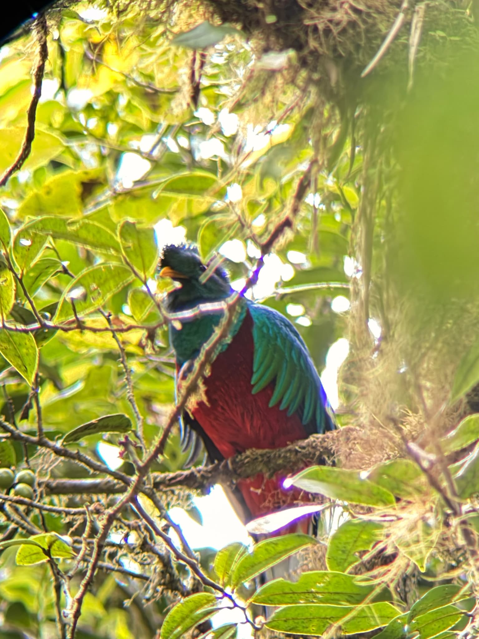 Resplendent Quetzal
