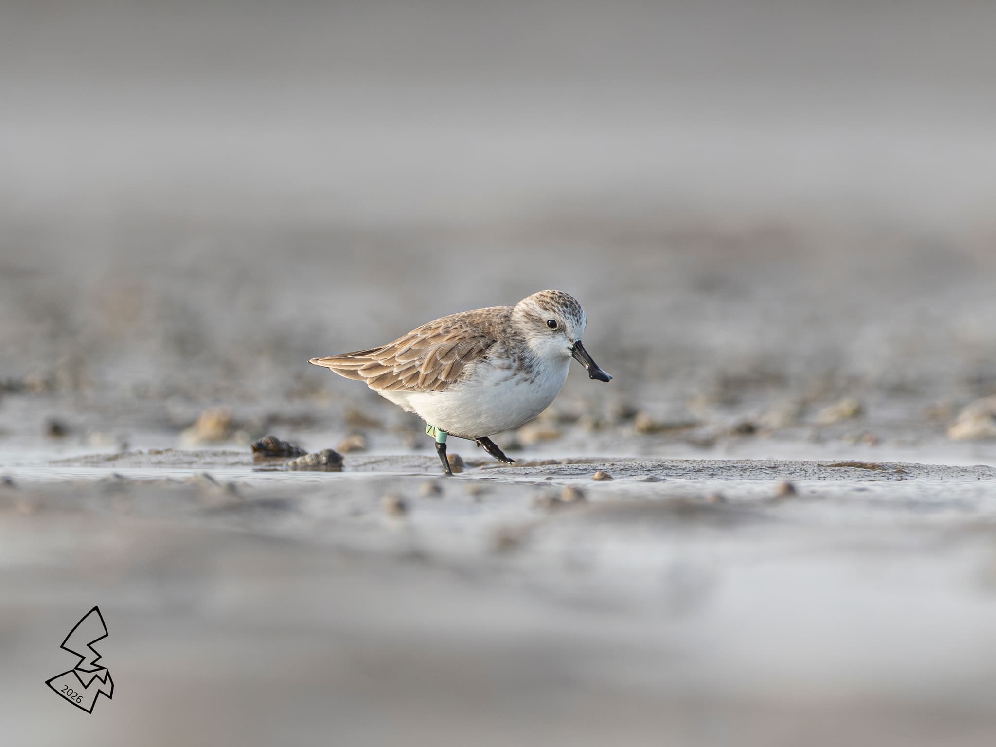Spoon-billed Sandpiper