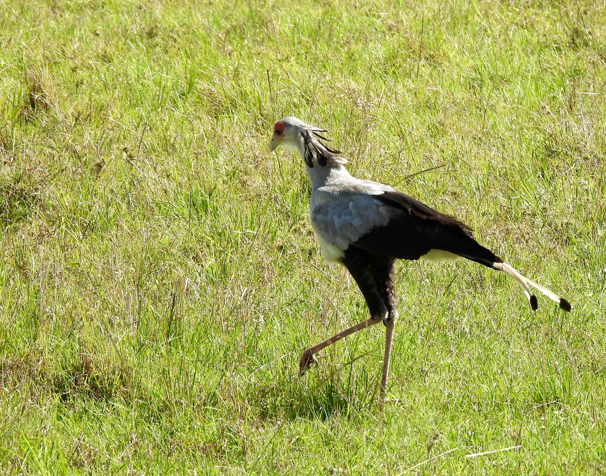 Secretarybird