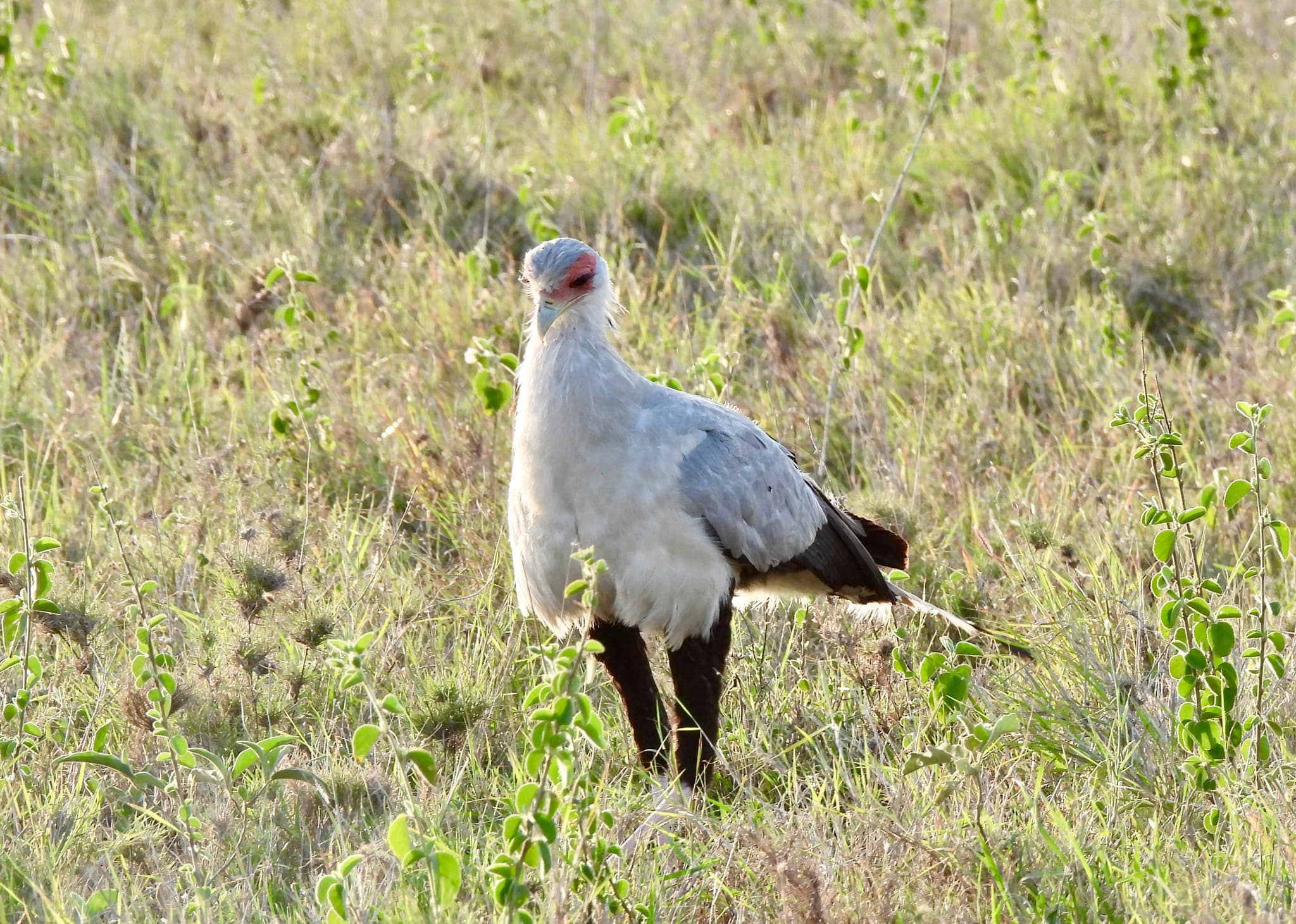 Secretarybird