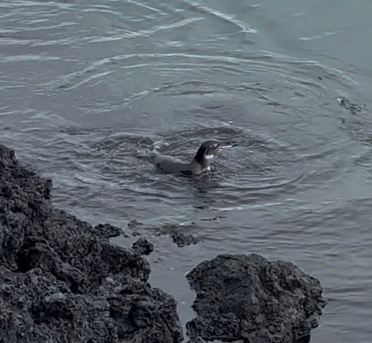 Galapagos Penguin