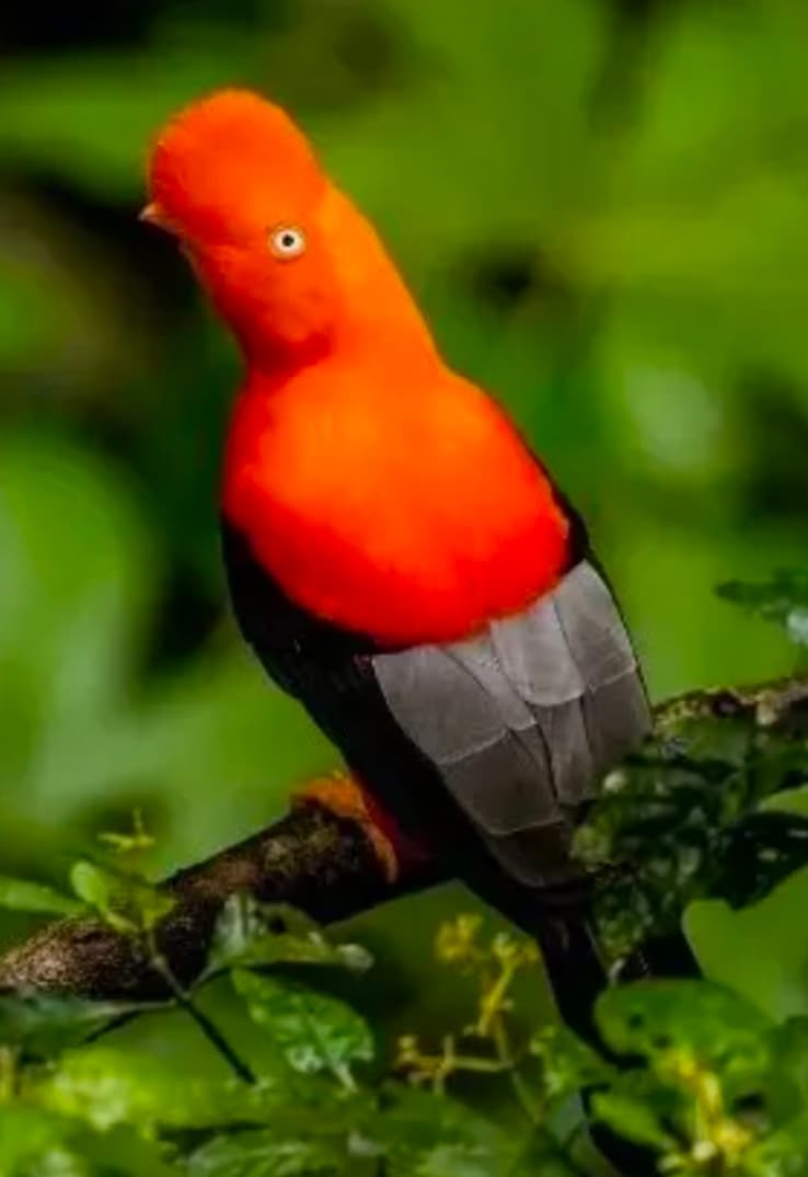 Andean Cock-of-the-rock