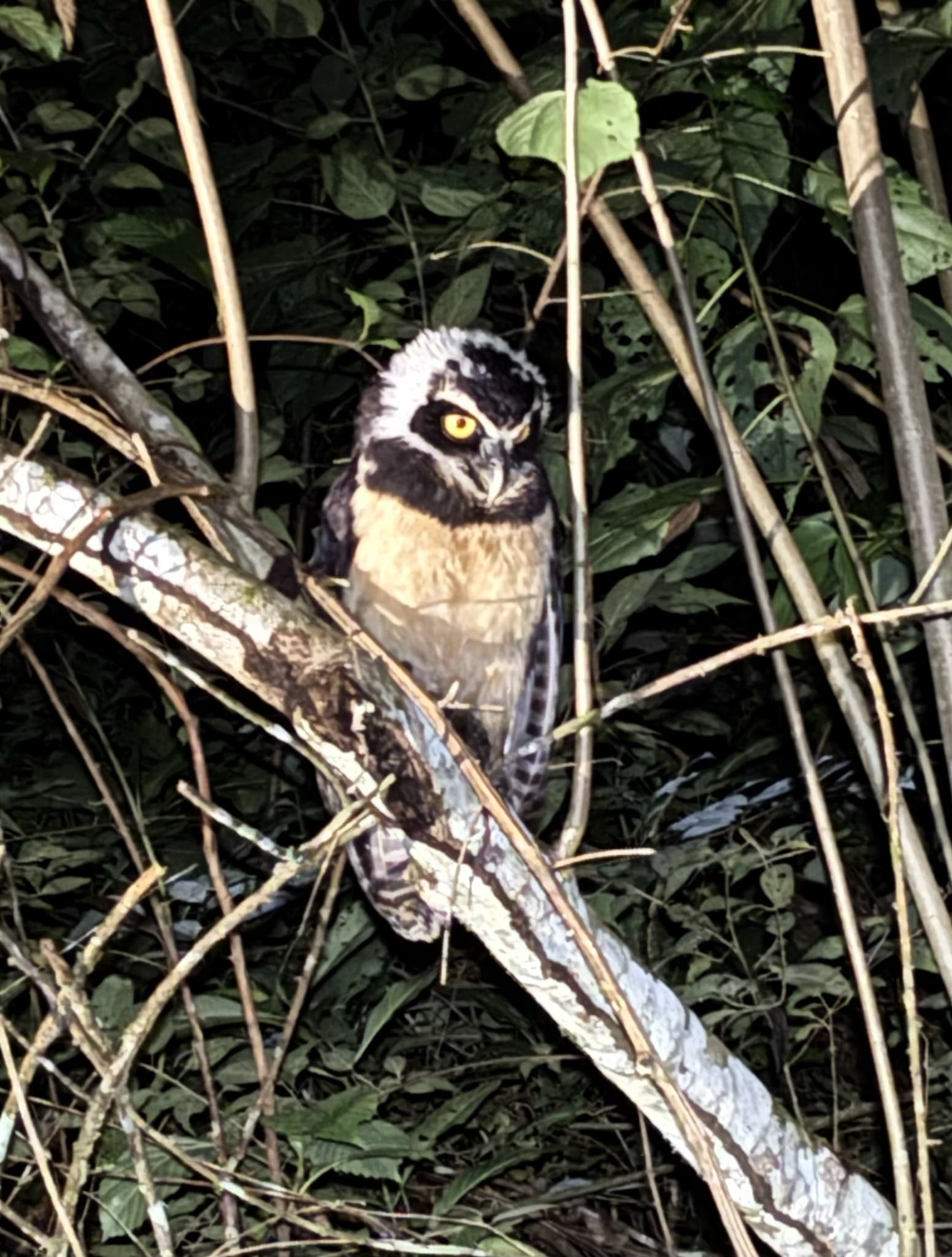 Spectacled Owl