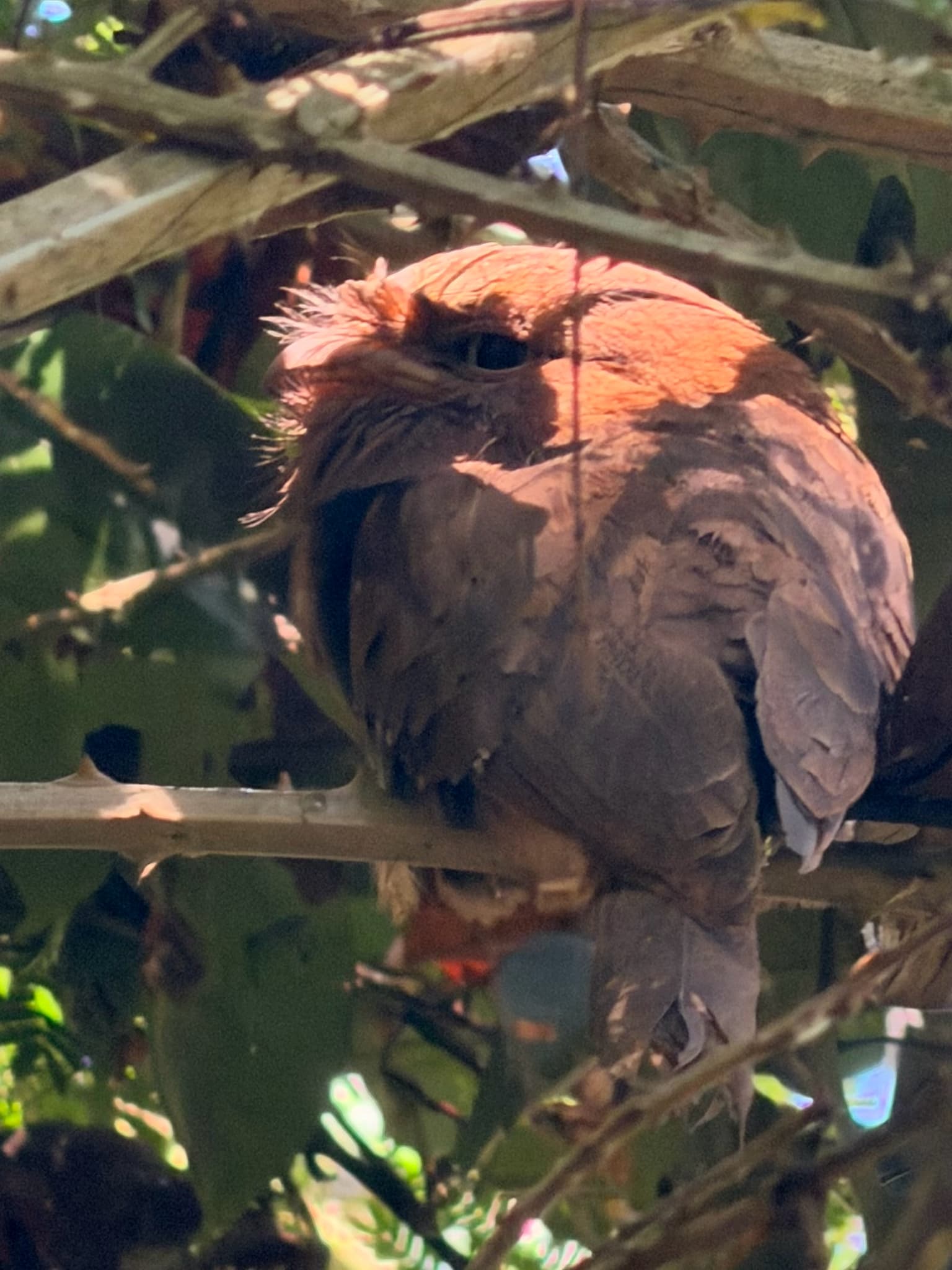 Sri Lanka Frogmouth