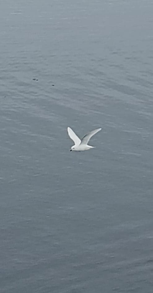 Snow Petrel