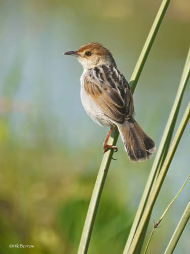 Winding Cisticola