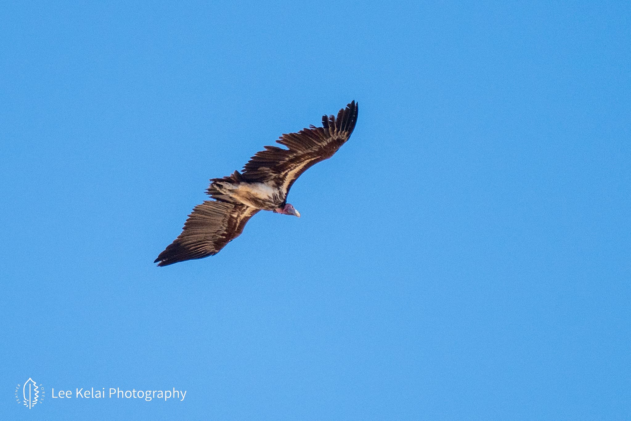 Lappet-faced Vulture