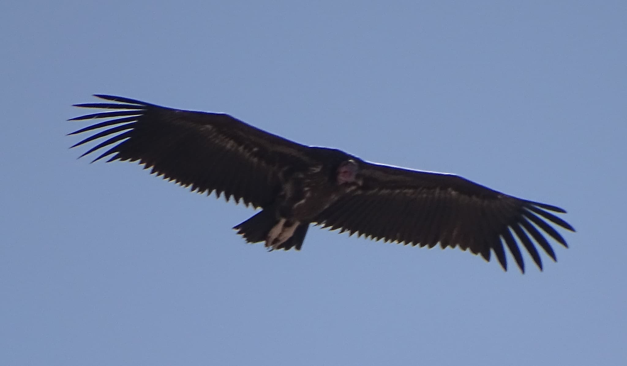 Lappet-faced Vulture
