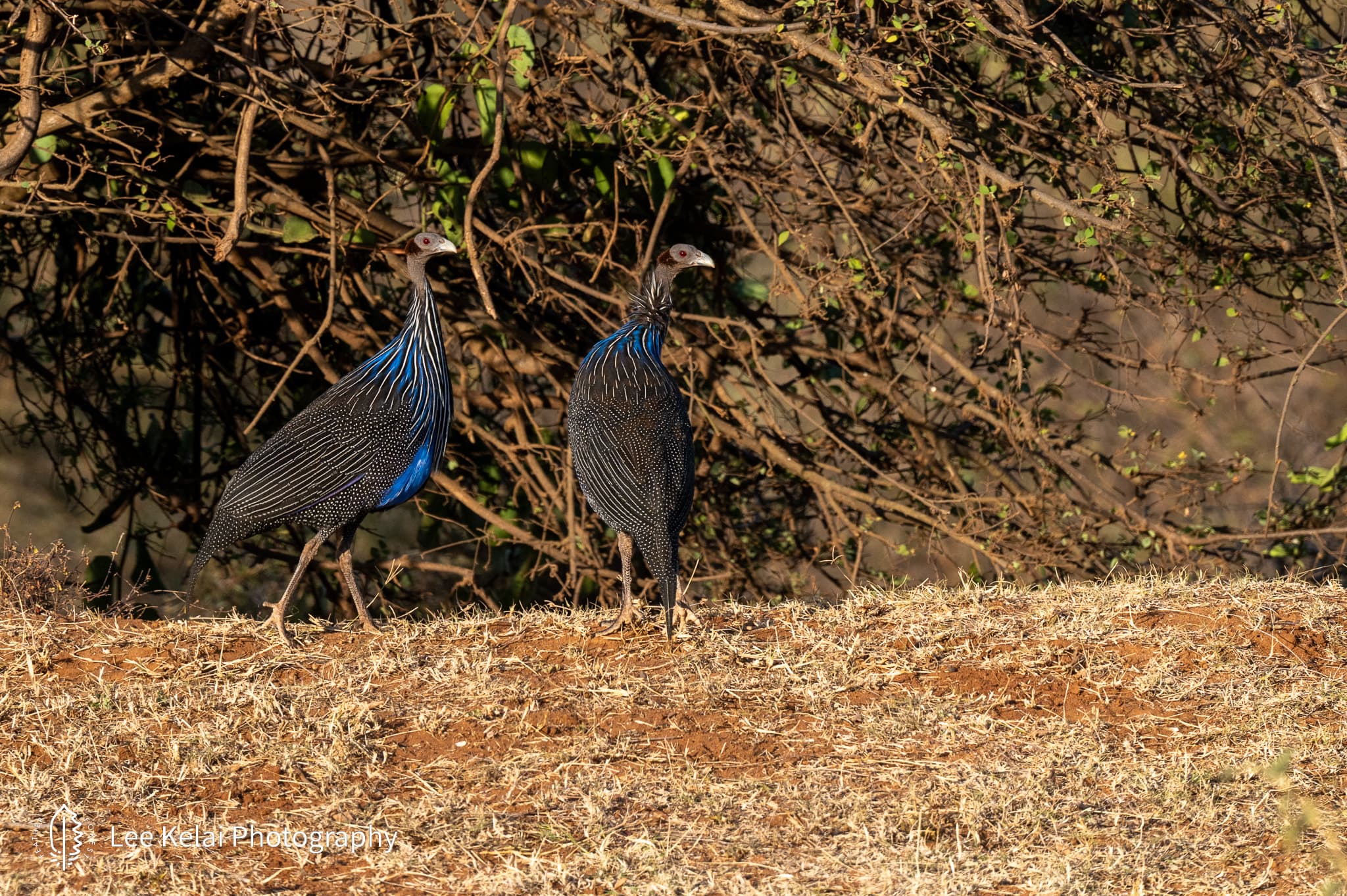 Vulturine Guineafowl