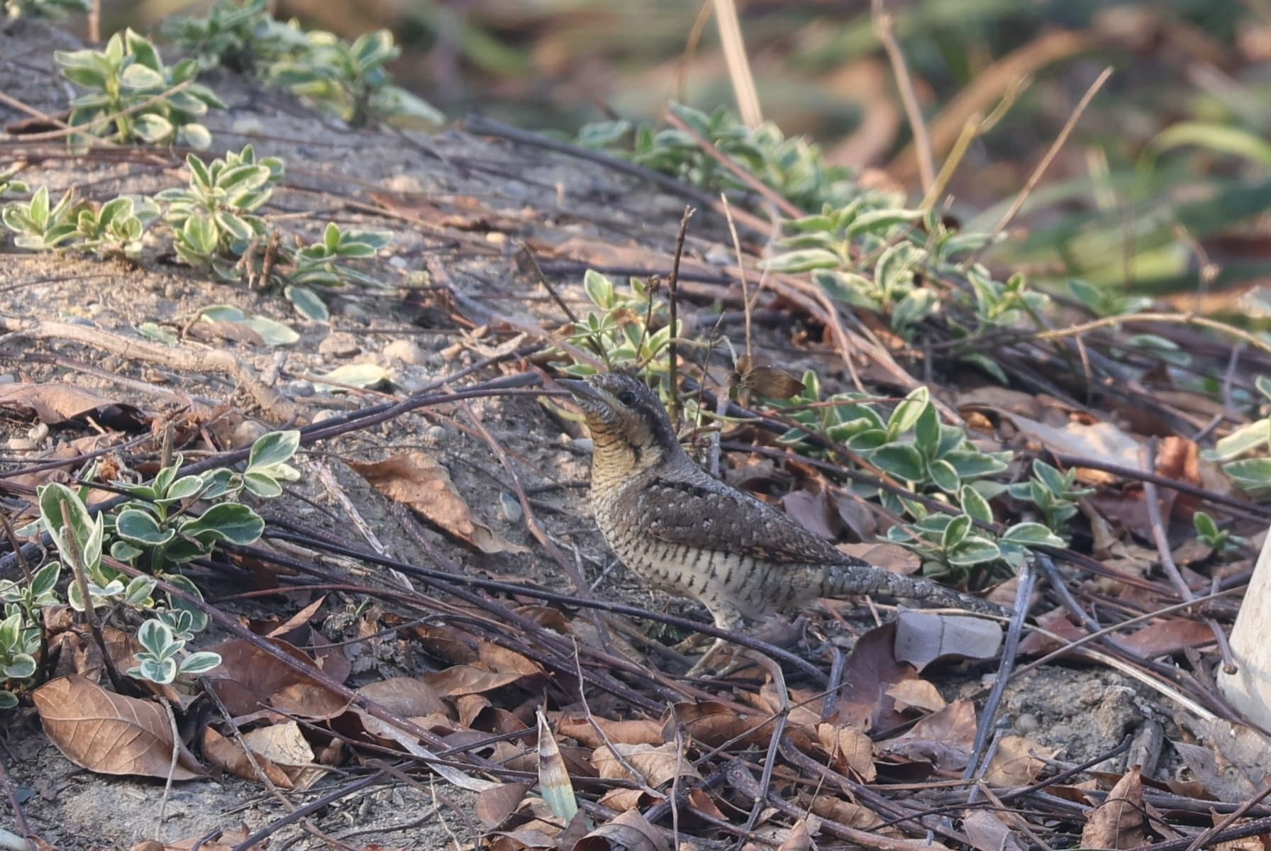 Eurasian Wryneck
