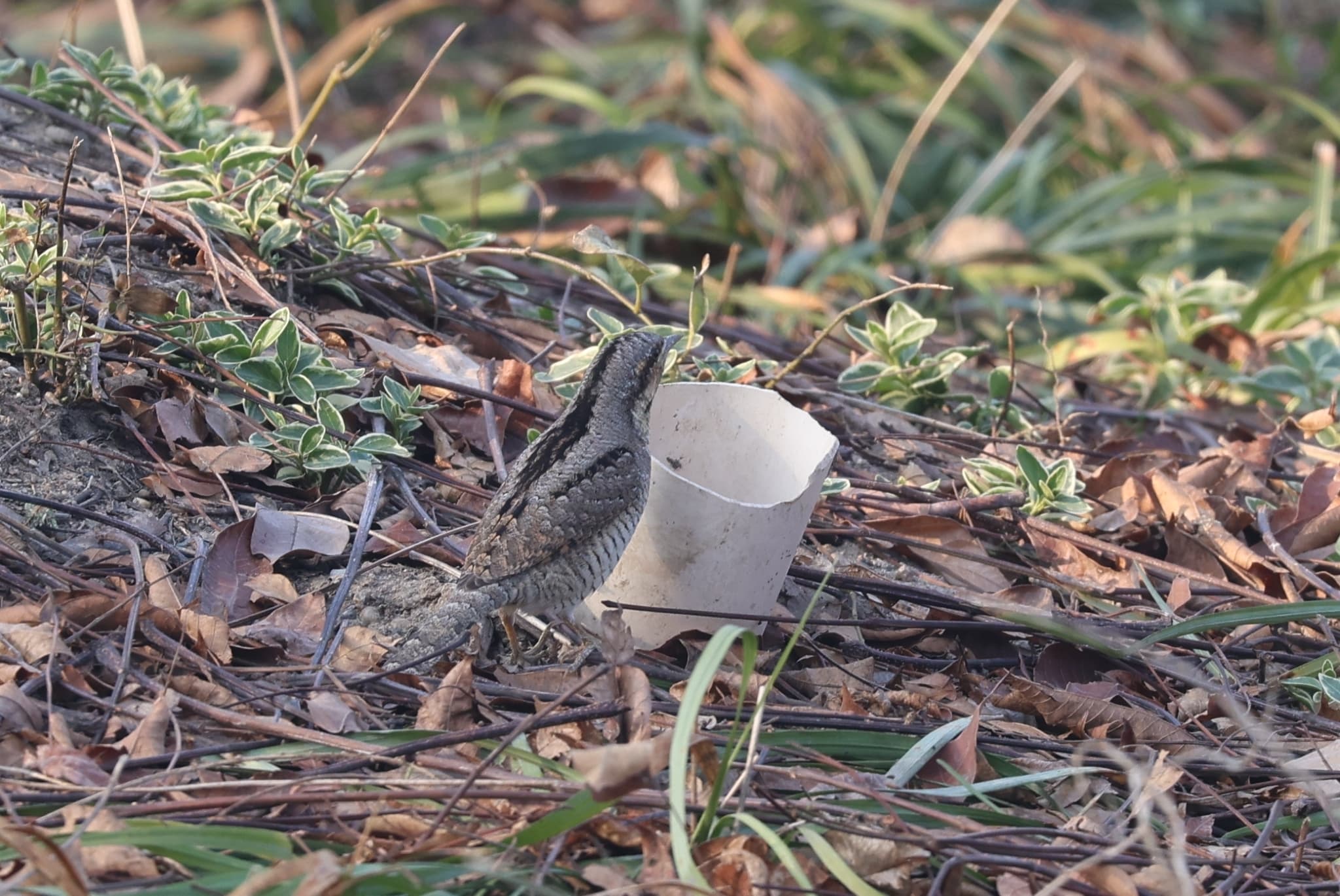 Eurasian Wryneck