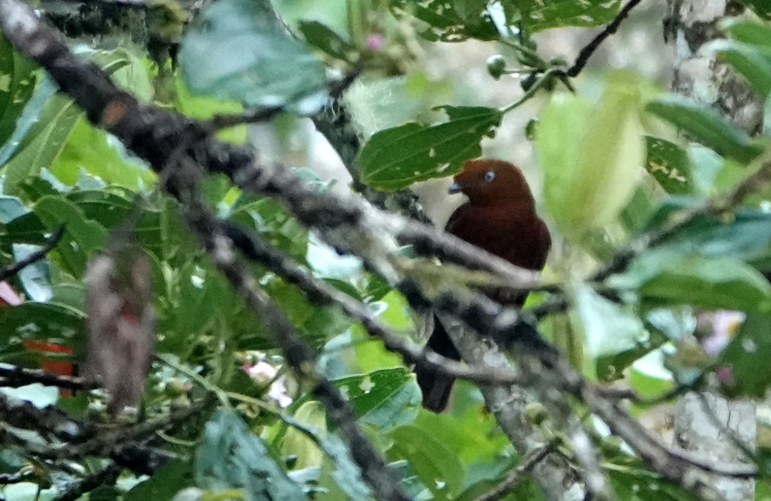 Andean Cock-of-the-rock