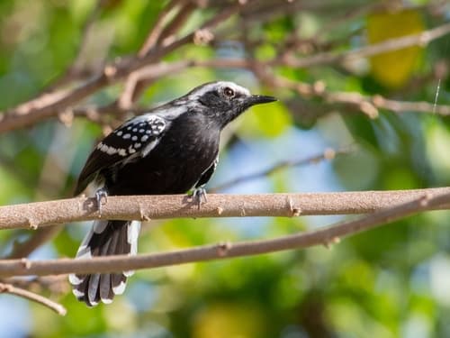 Southern White-fringed Antwren