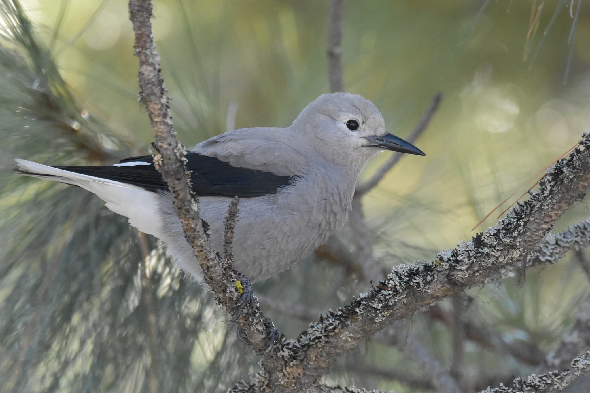 Clark's Nutcracker