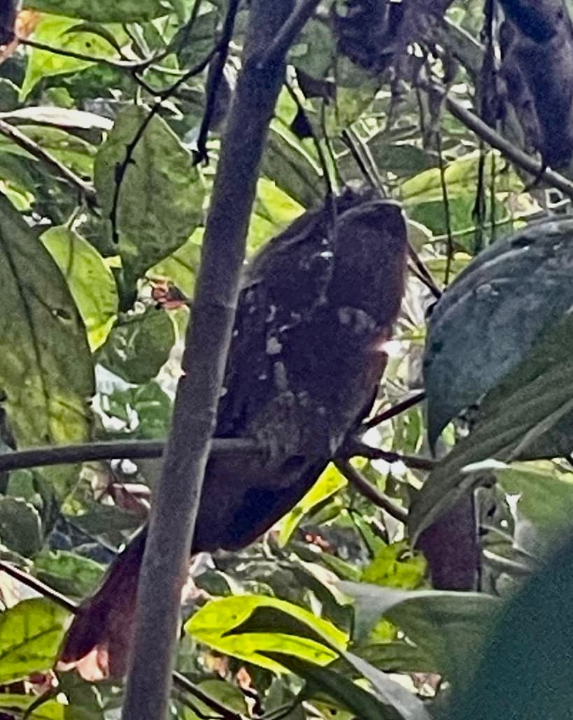Sri Lanka Frogmouth