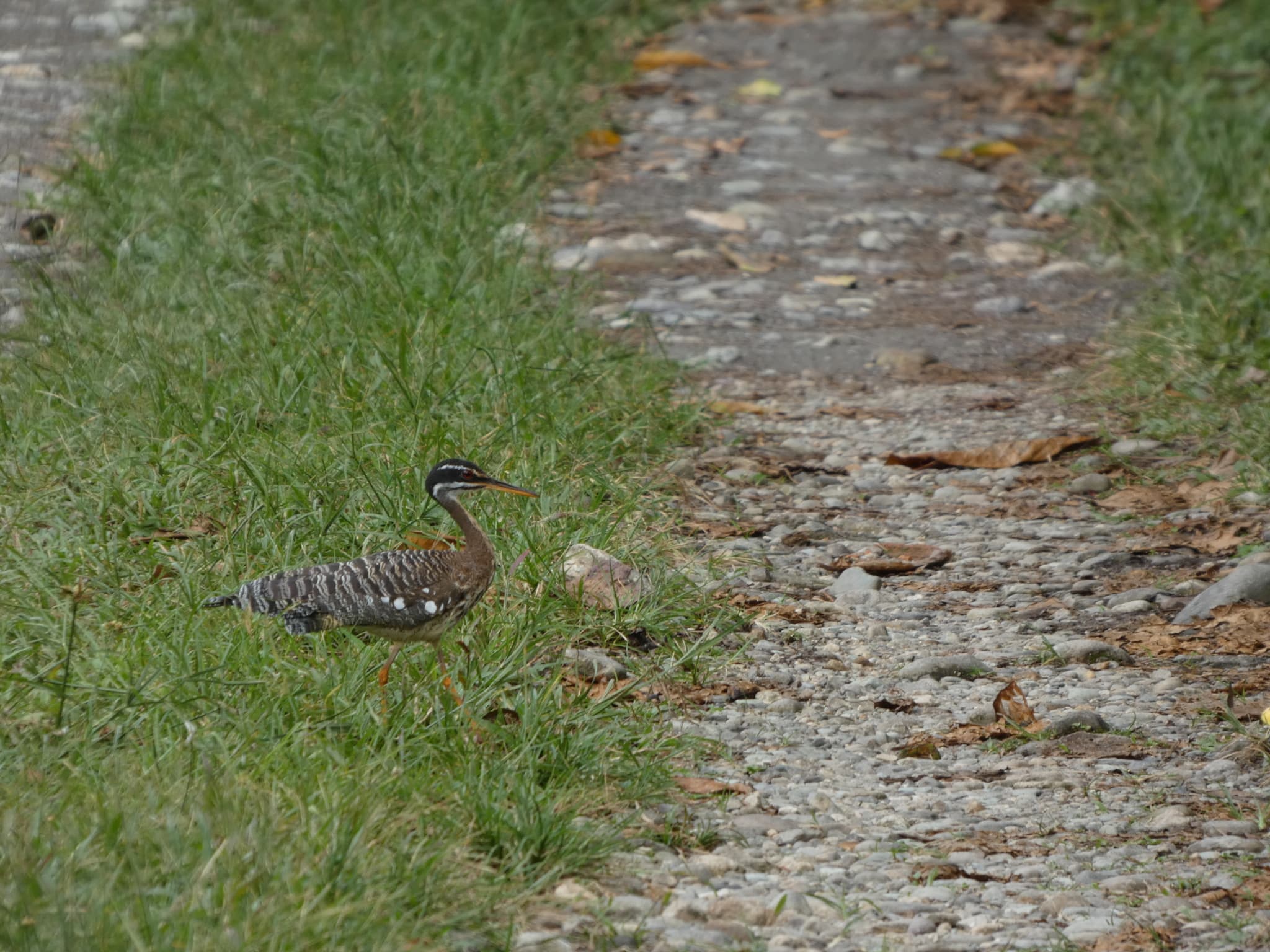 Sunbittern
