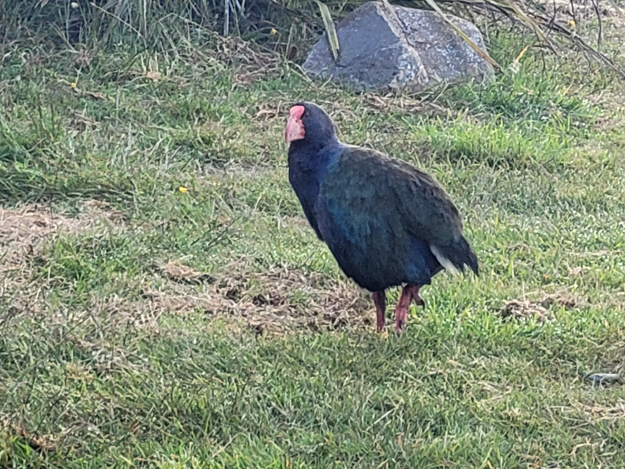 Takahe