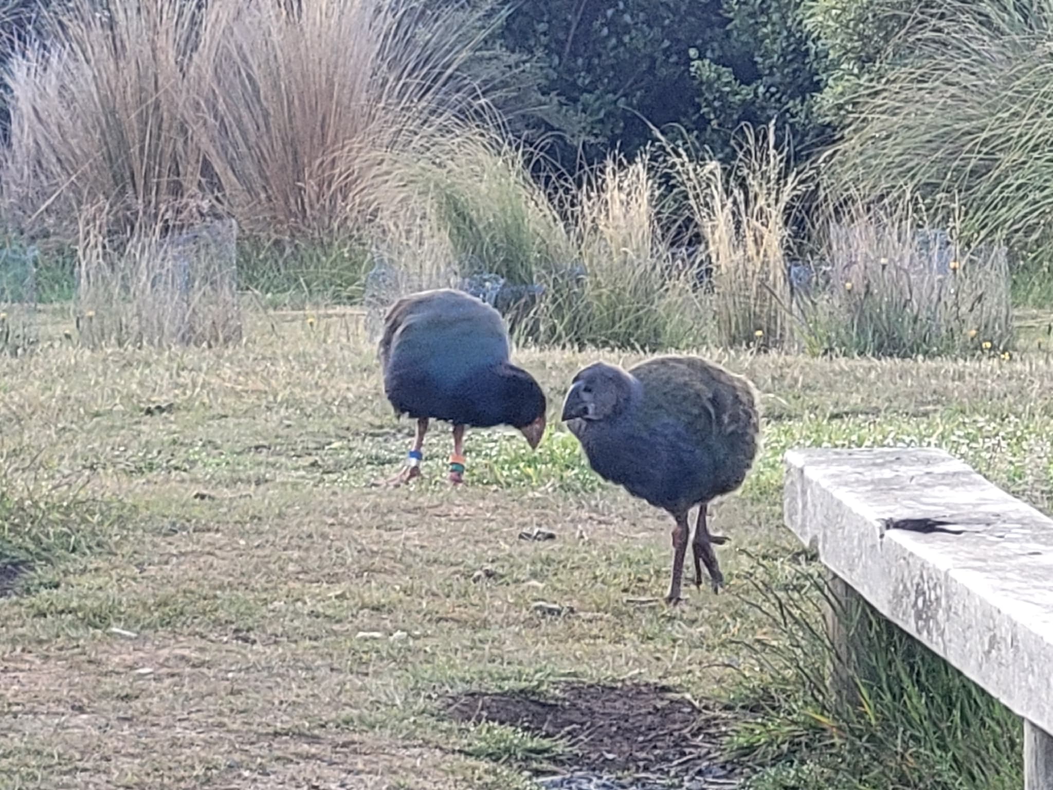 Takahe
