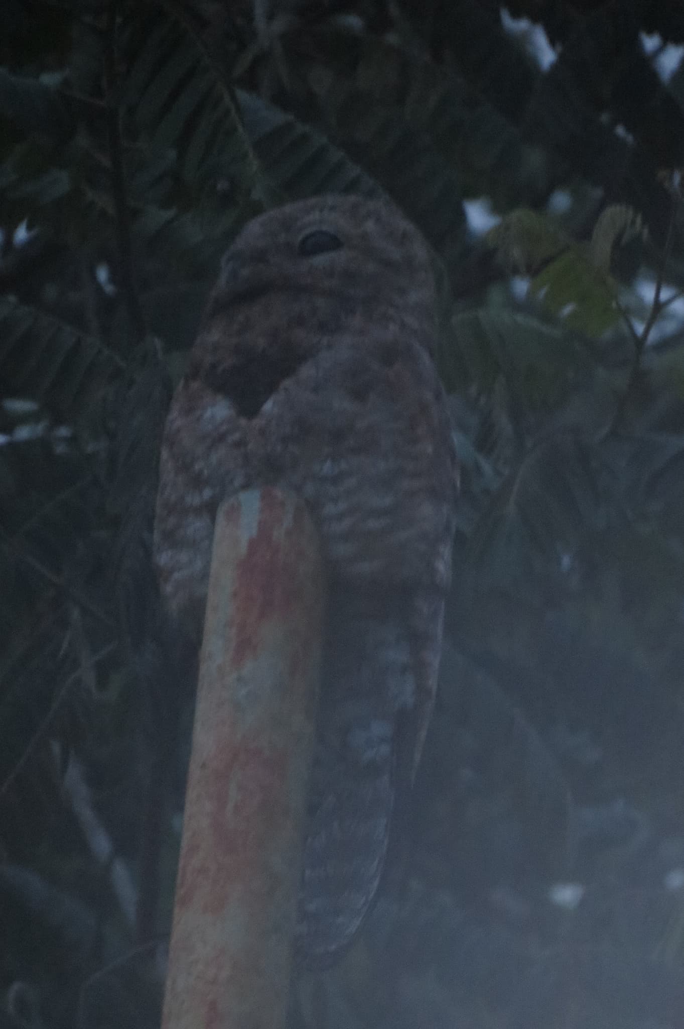 Great Potoo