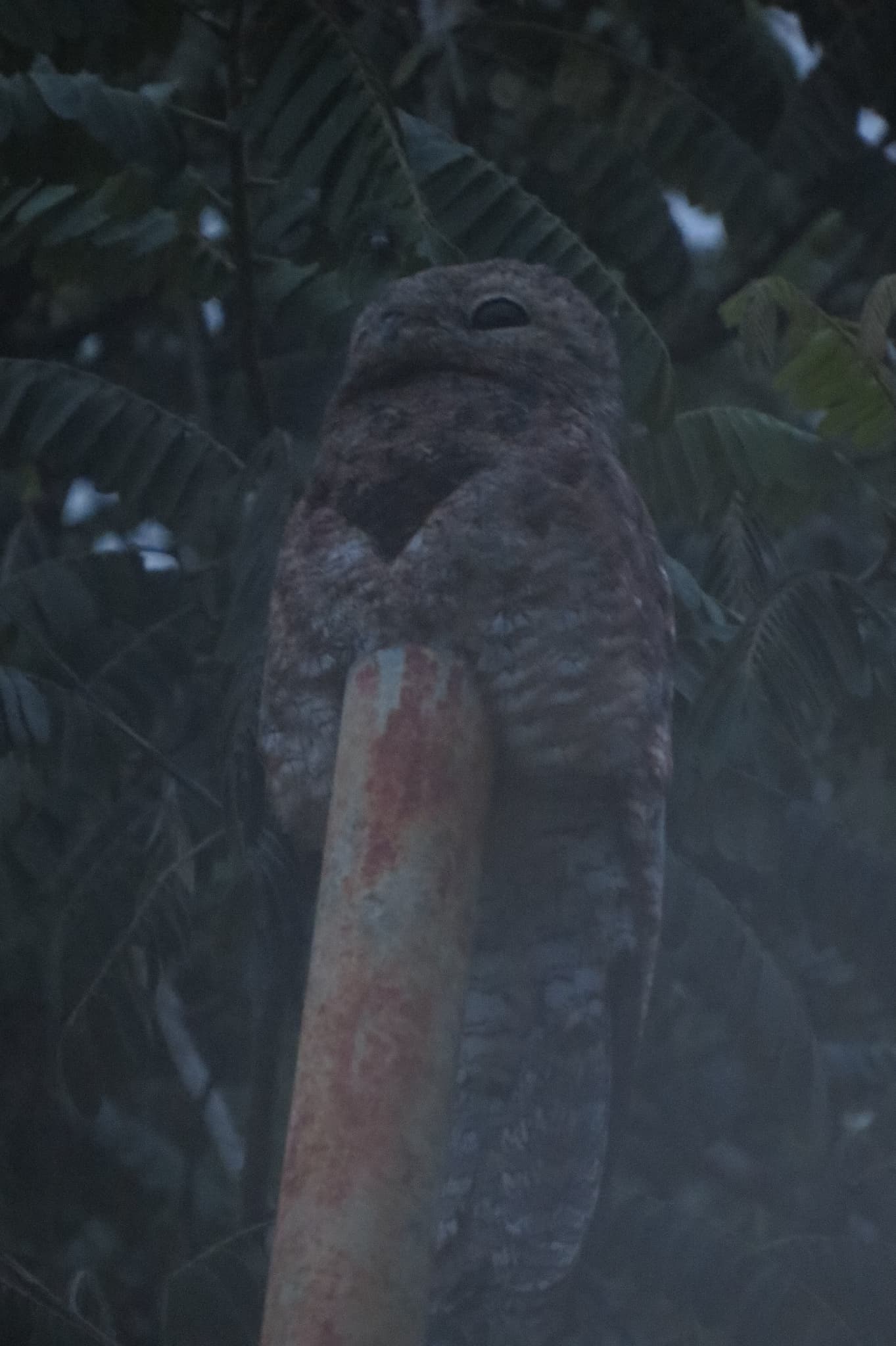 Great Potoo