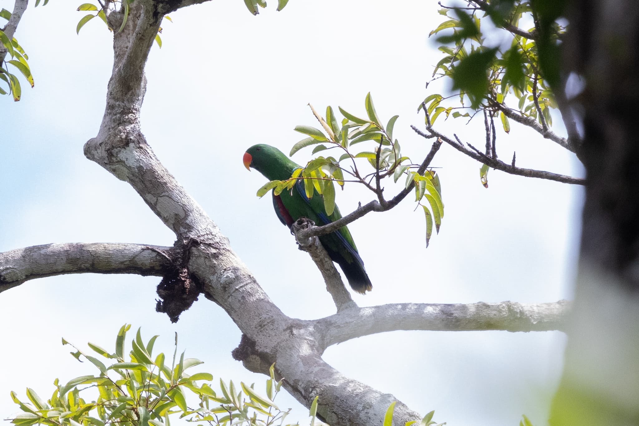Eclectus Parrot