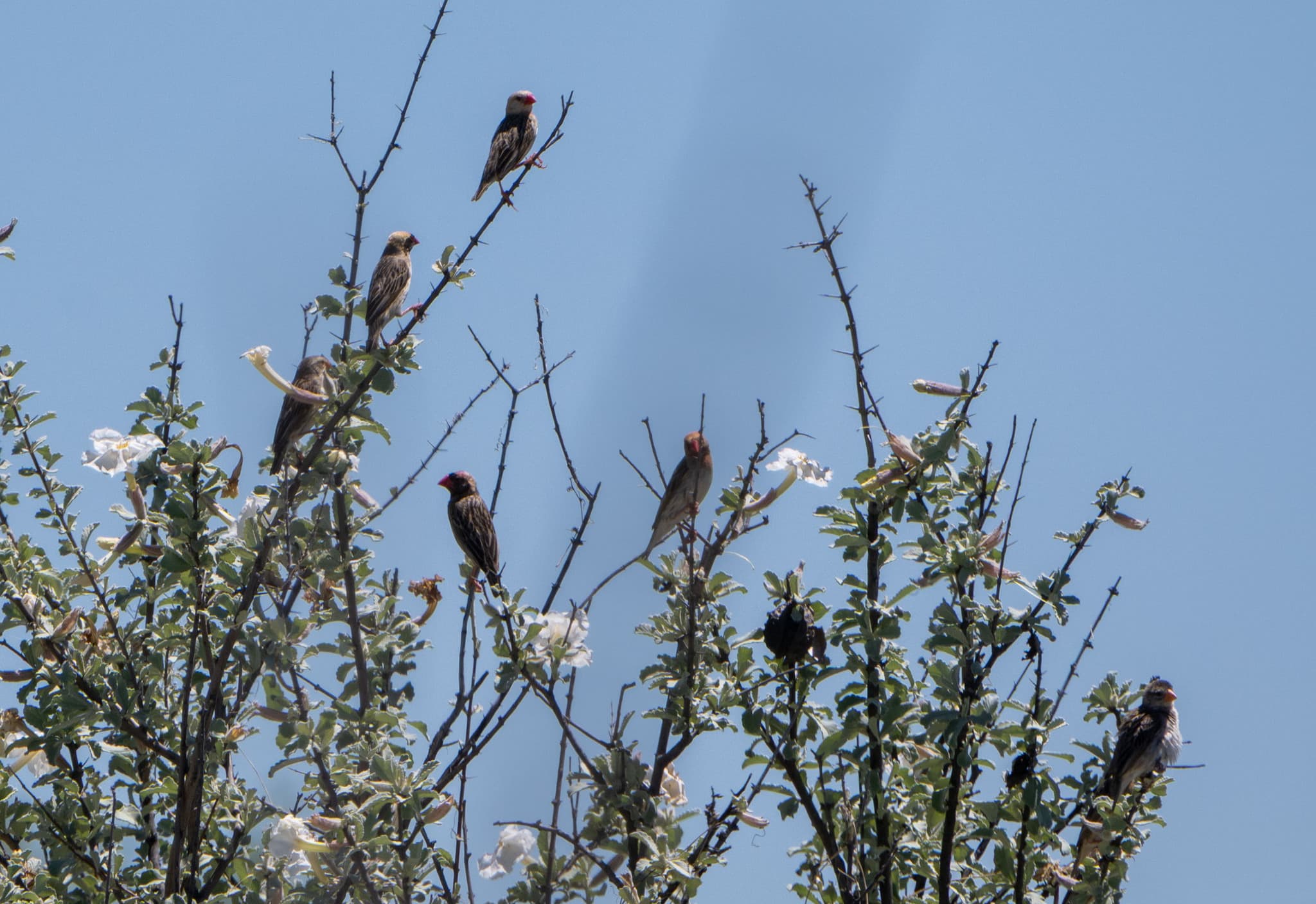 Red-billed Quelea