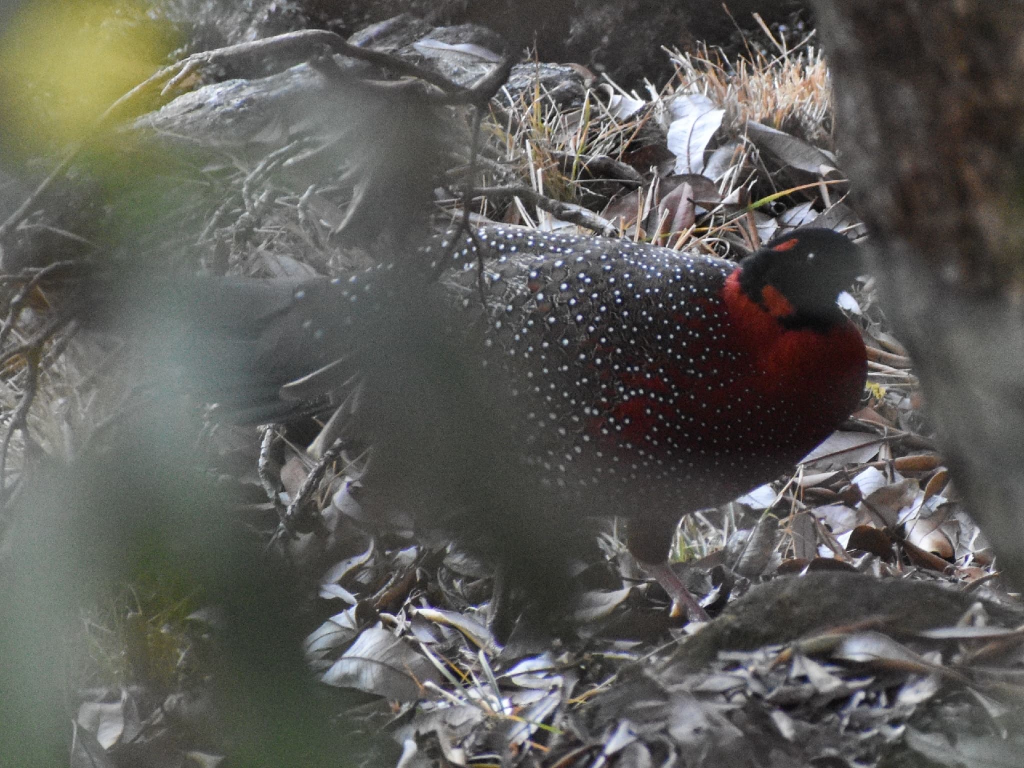 Satyr Tragopan