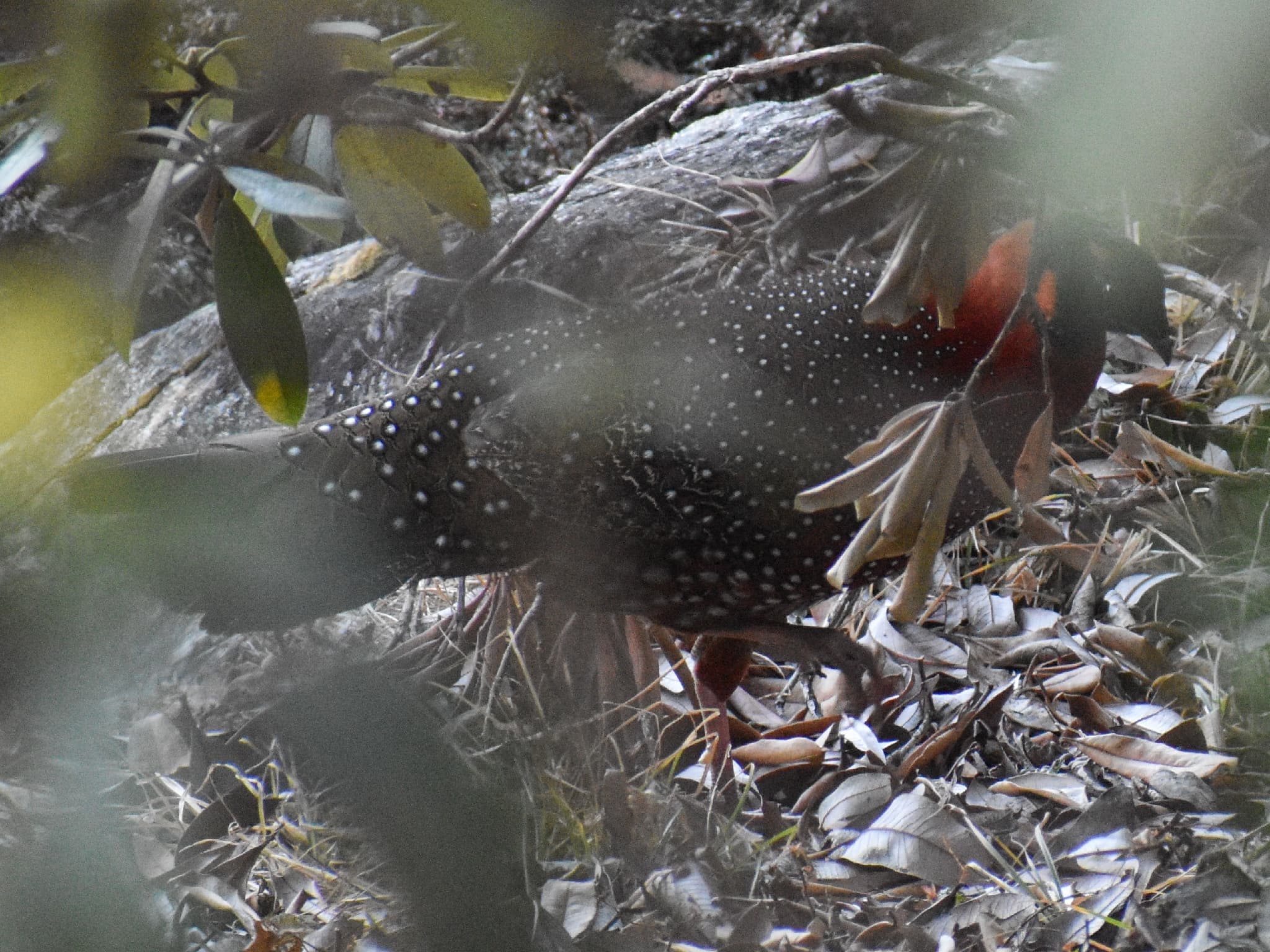 Satyr Tragopan