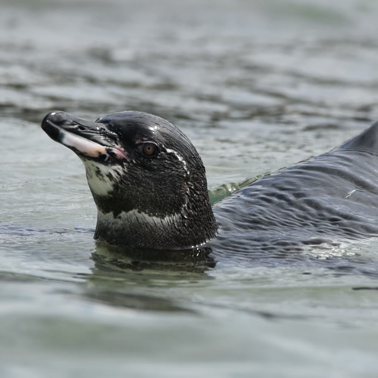 Galapagos Penguin
