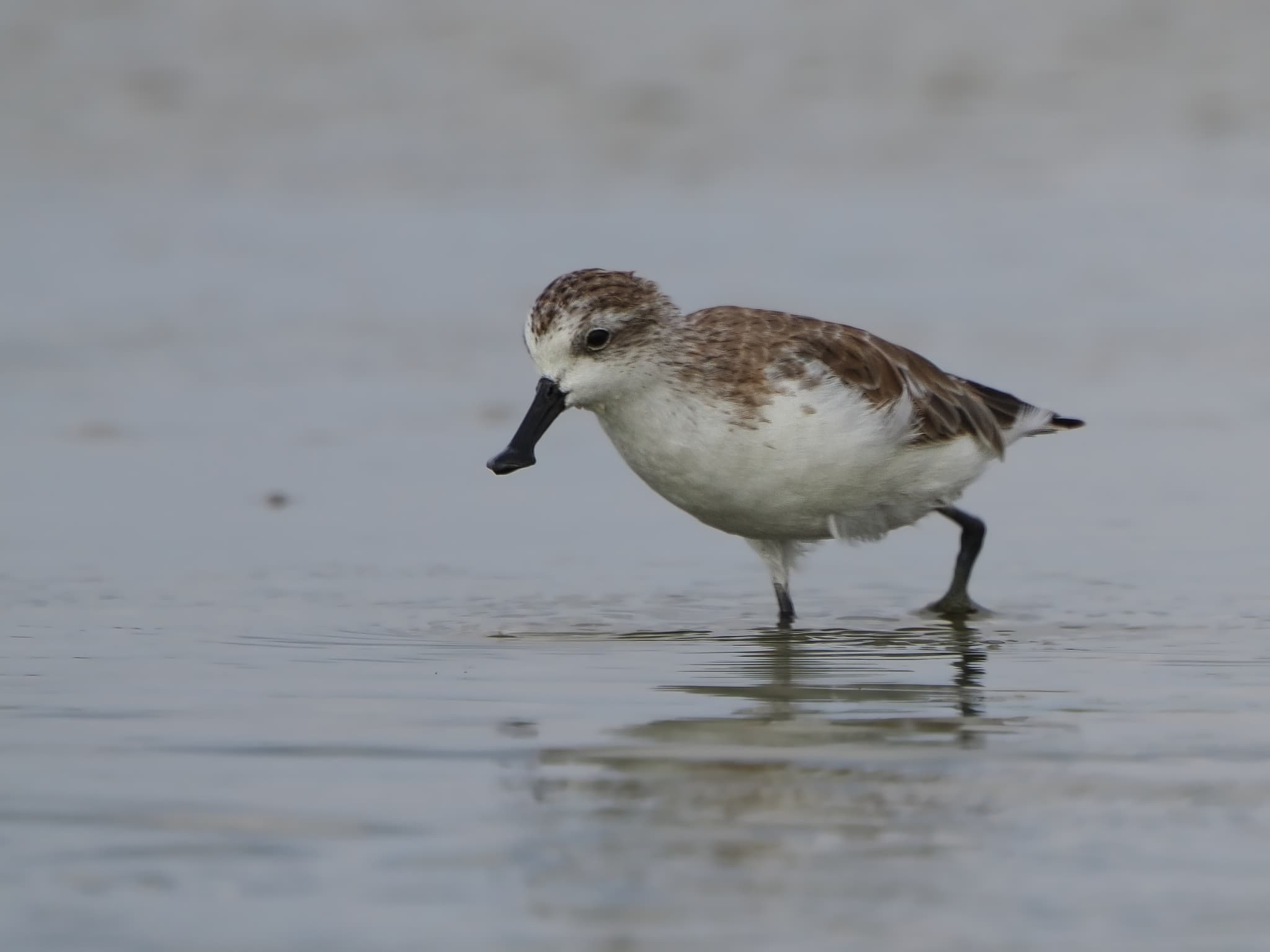 Spoon-billed Sandpiper
