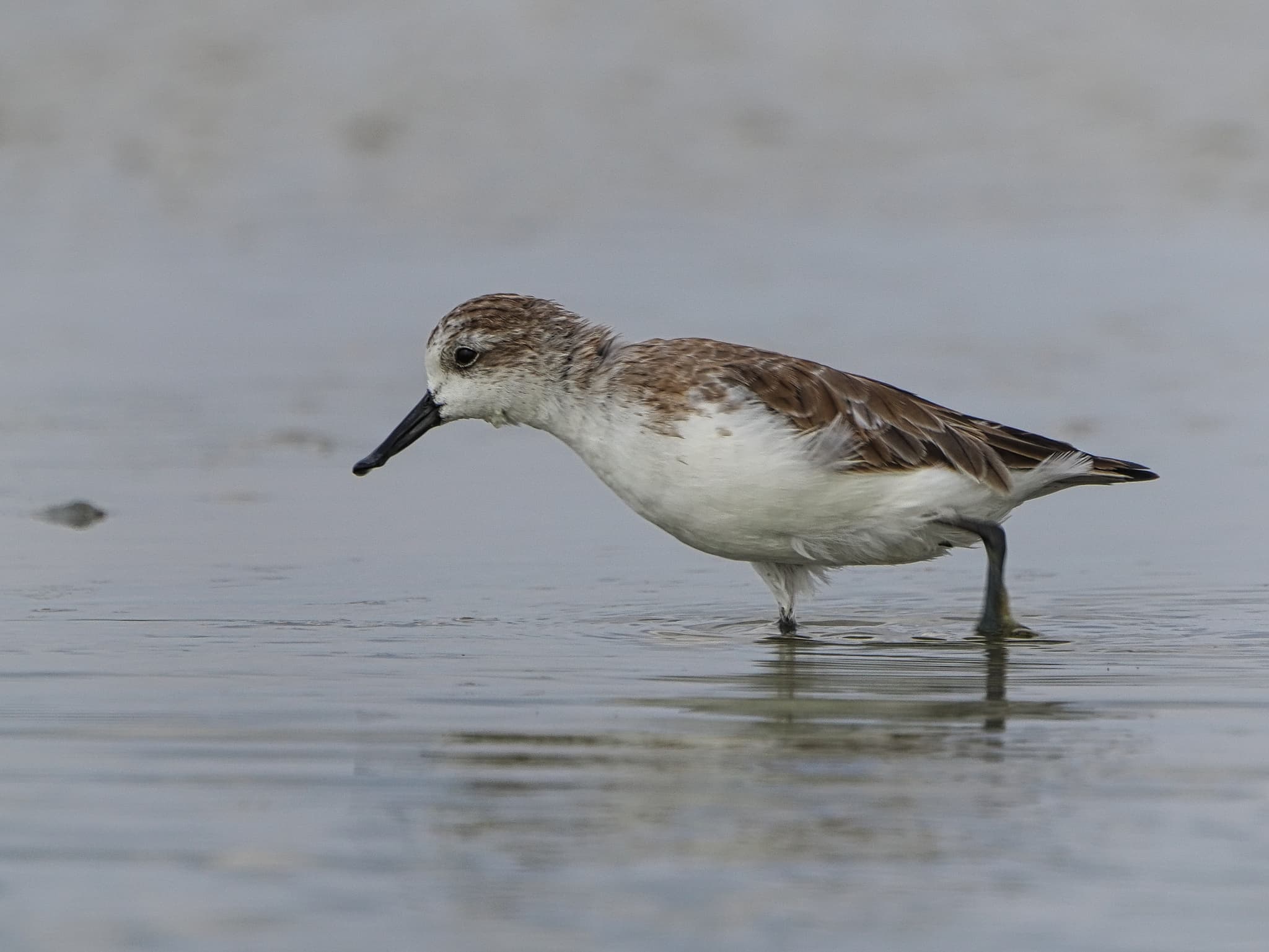 Spoon-billed Sandpiper