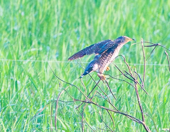 Common Cuckoo