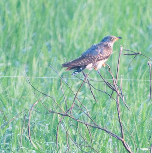 Common Cuckoo